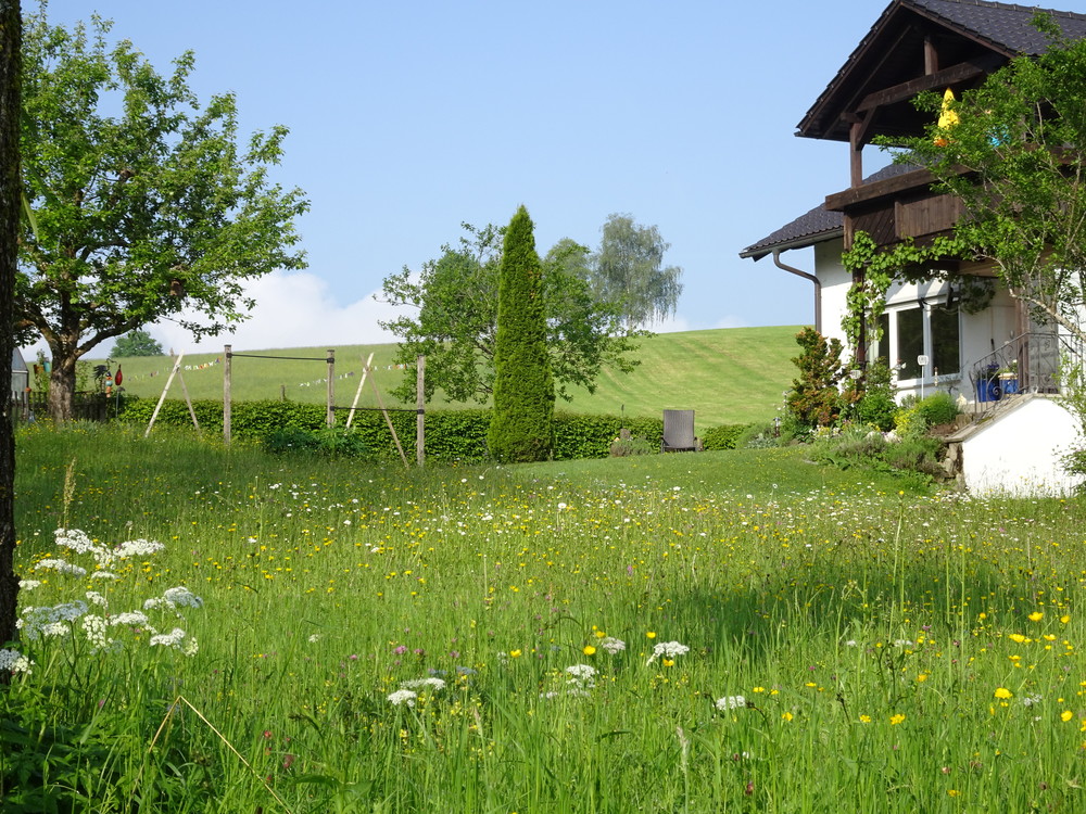 Blumenwiese.